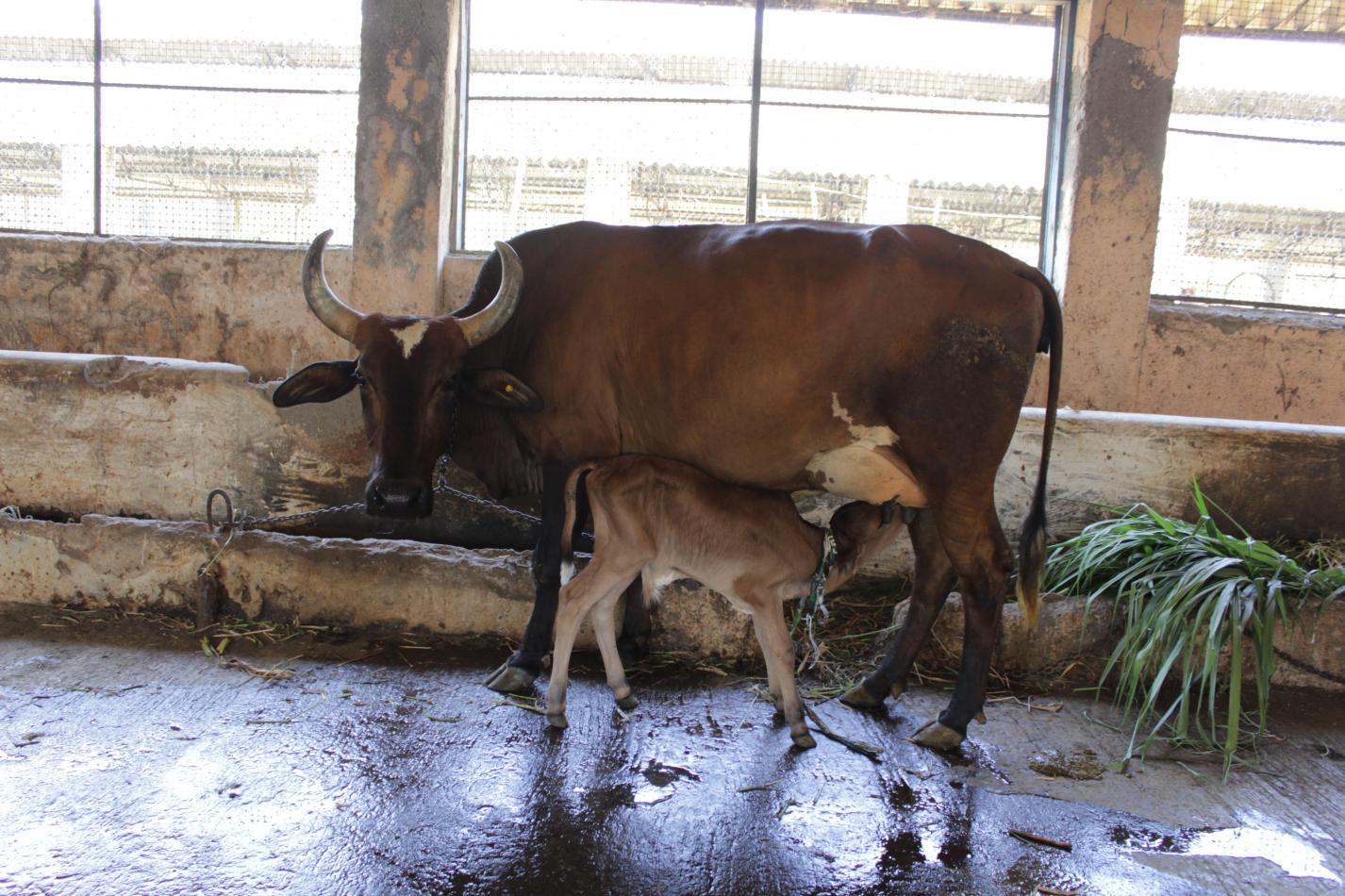 Cross beed cow(1)